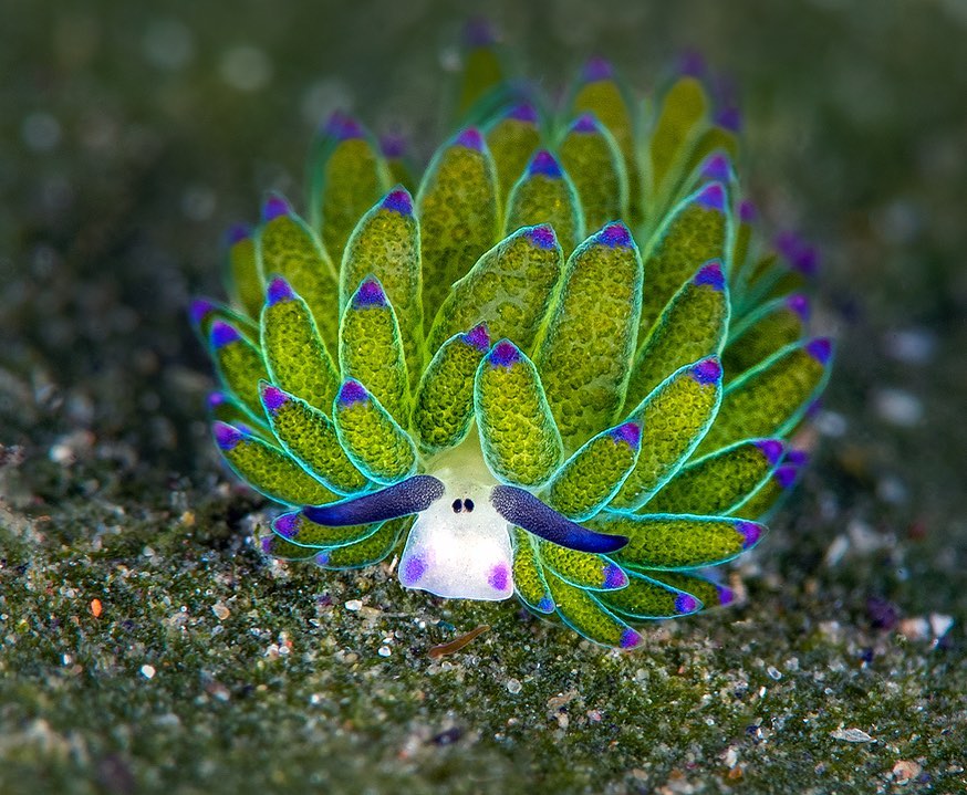 346279317_leaf sheep sea slug (Costasiella kuroshimae)_1.jpg