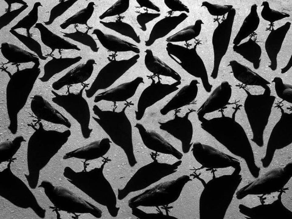 Crows in Escher light and shadow.jpg