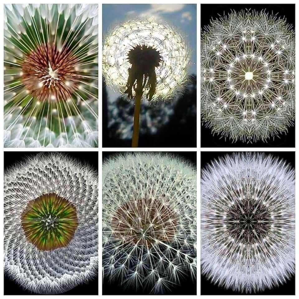 Dandelion geometry_0.jpg