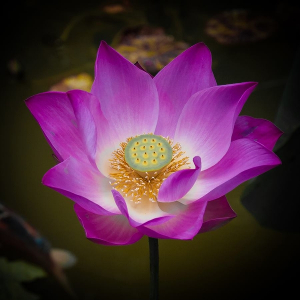 Fuscia lotus_0.jpg