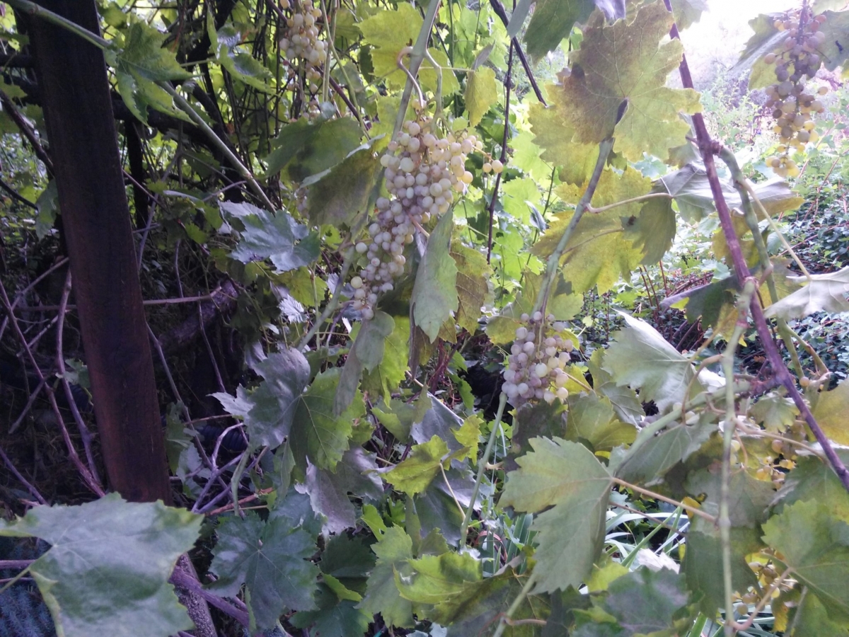 H &  M grapes.jpg