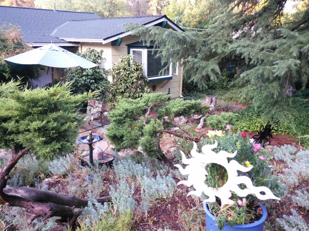 Henry & Margie's yard.jpg