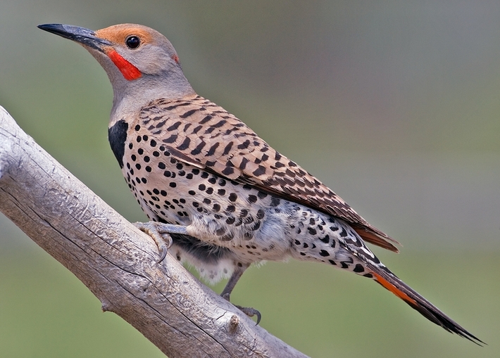 Northern_Flicker_.jpg