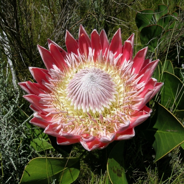 Protea-cynaroides_0.jpg