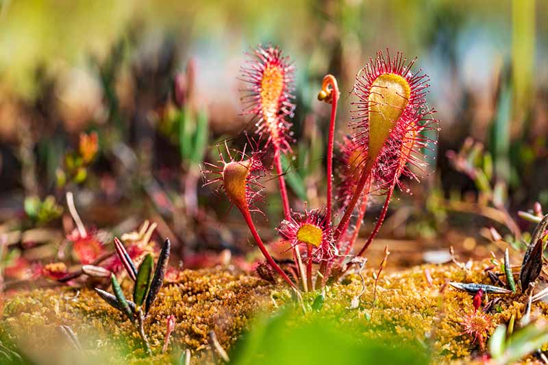 Red-Sundew-Plant-Drosera-anglica-Growing-in-a-Terrarium.jpg