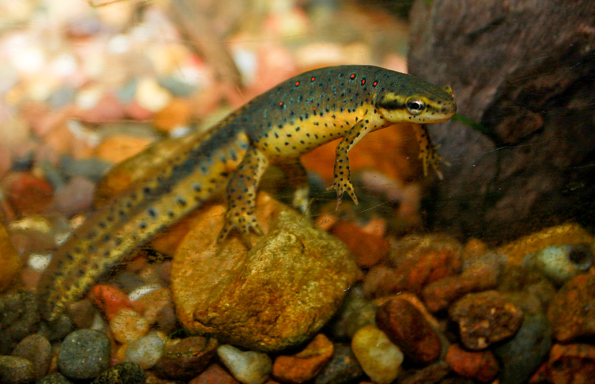 Redspotted_newt (eastern).jpg