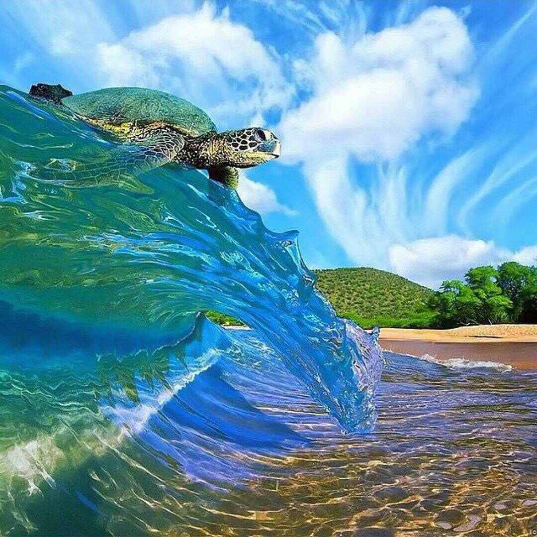 Turtle on waves_1.jpg
