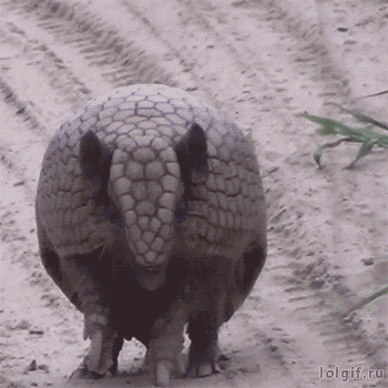 aardvark ball.gif