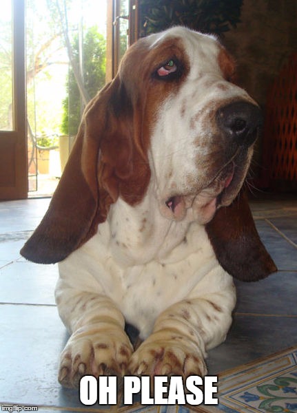 basset-hound-meme.jpg