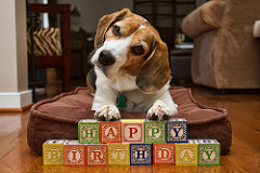 bassett pup with hb blocks.jpg