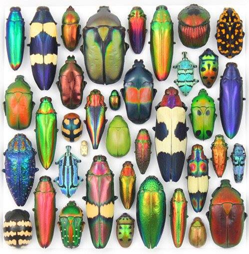 carapace collection.jpg