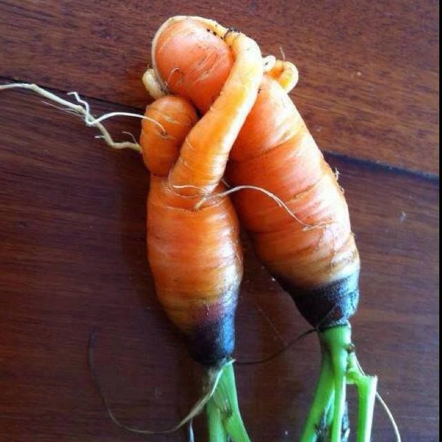 carrot embrace.jpg