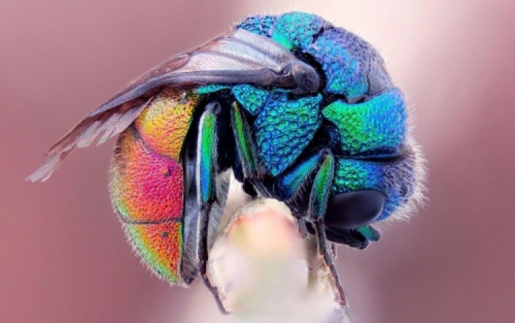 colorful_bee or fruit fly_0_0_0.jpg