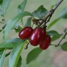 cornus-mas-cherries.jpg