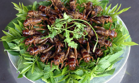 crickets-Fried001.jpg