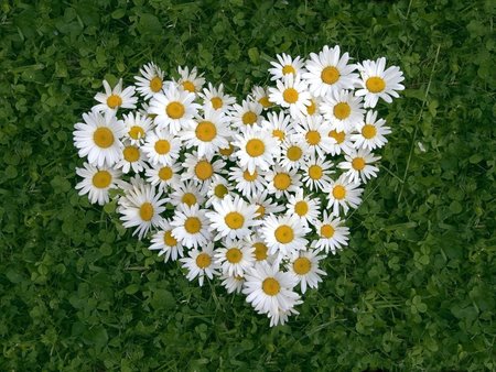 daisies_0.jpg