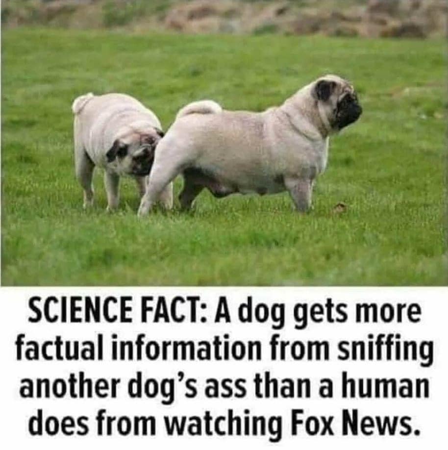 dog sniffing another dog's ass.jpg