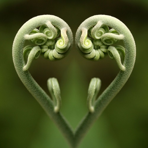 fiddlehead heart_0.jpg