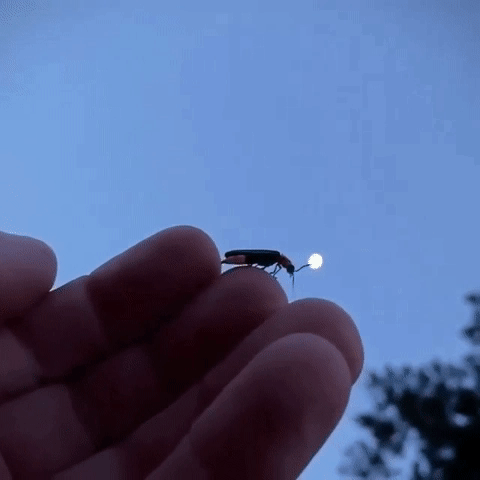 gif firefly_0.gif