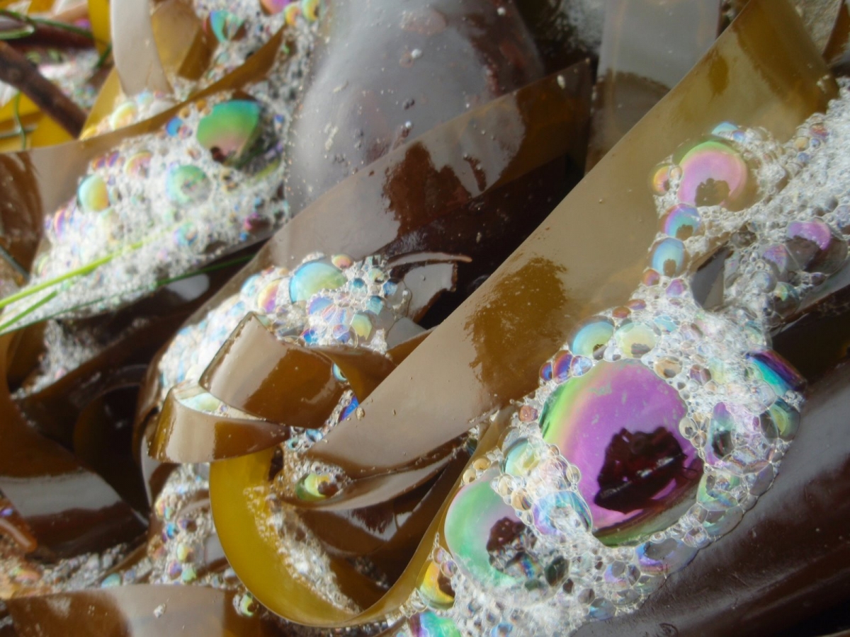 kelp and bubbles.JPG