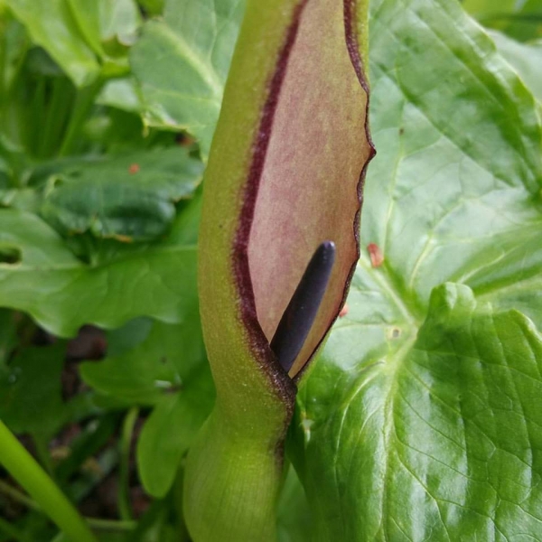 purple stamen hooded_0.jpg