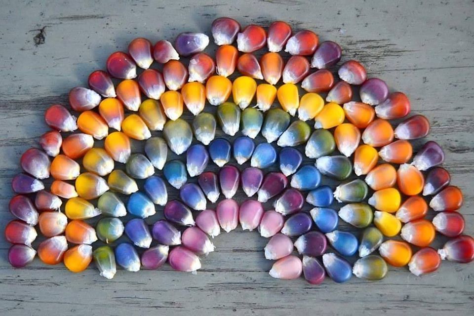 rainbow, corn kernal  copy_2.jpg