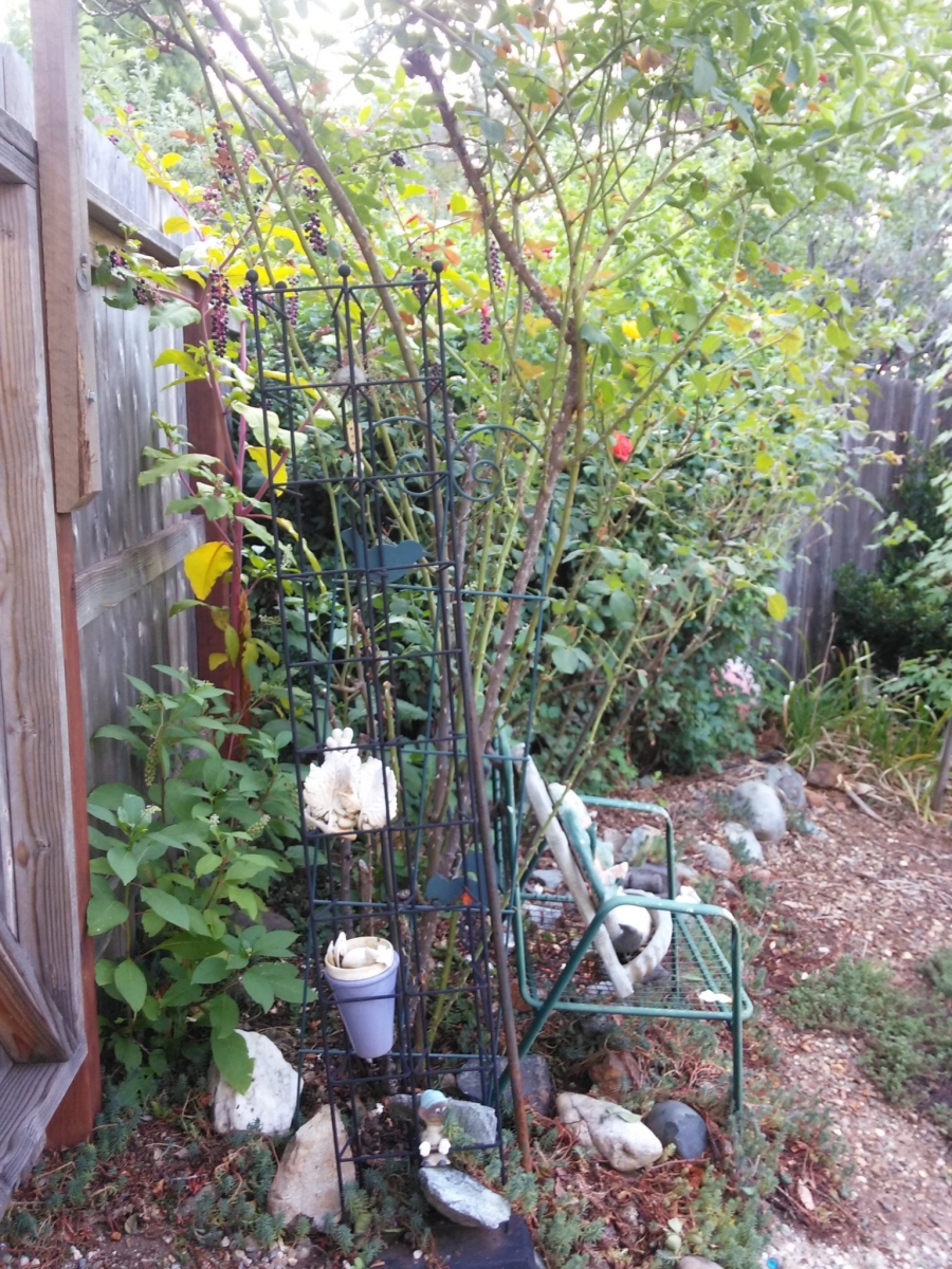 rose arbor.jpg