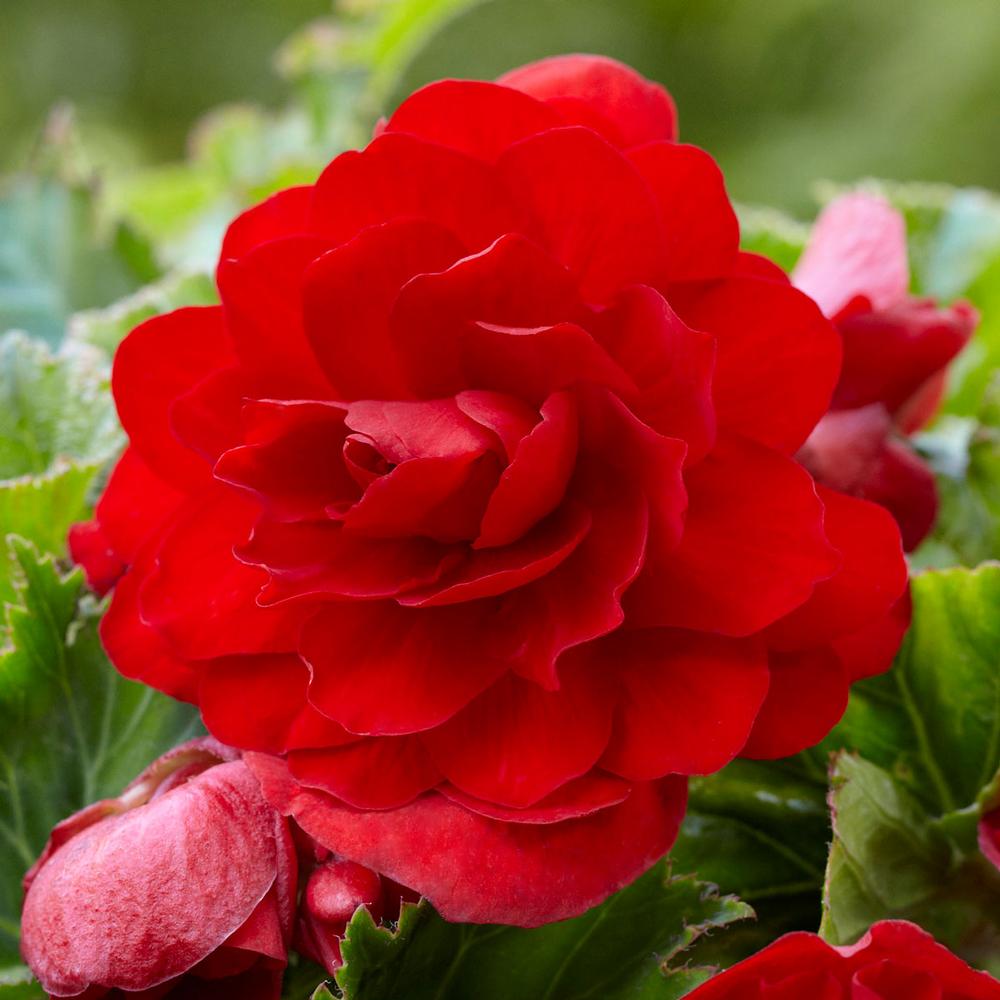 scarlet begonia.jpg