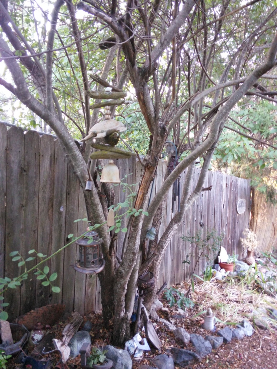 tree in yard, objects.jpg