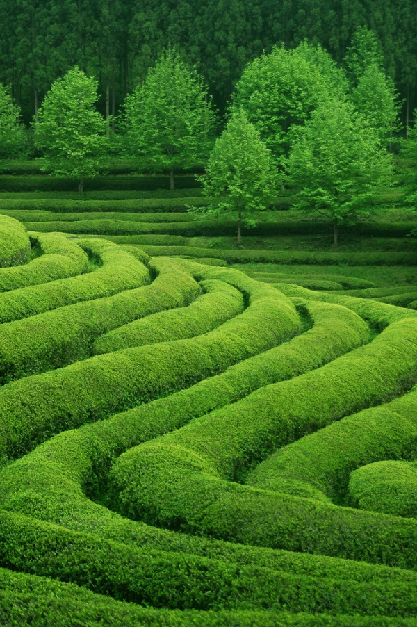 undulating tubular hedges_0.jpg