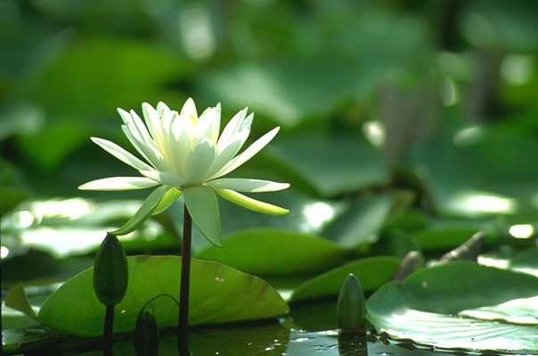 water lily.jpg