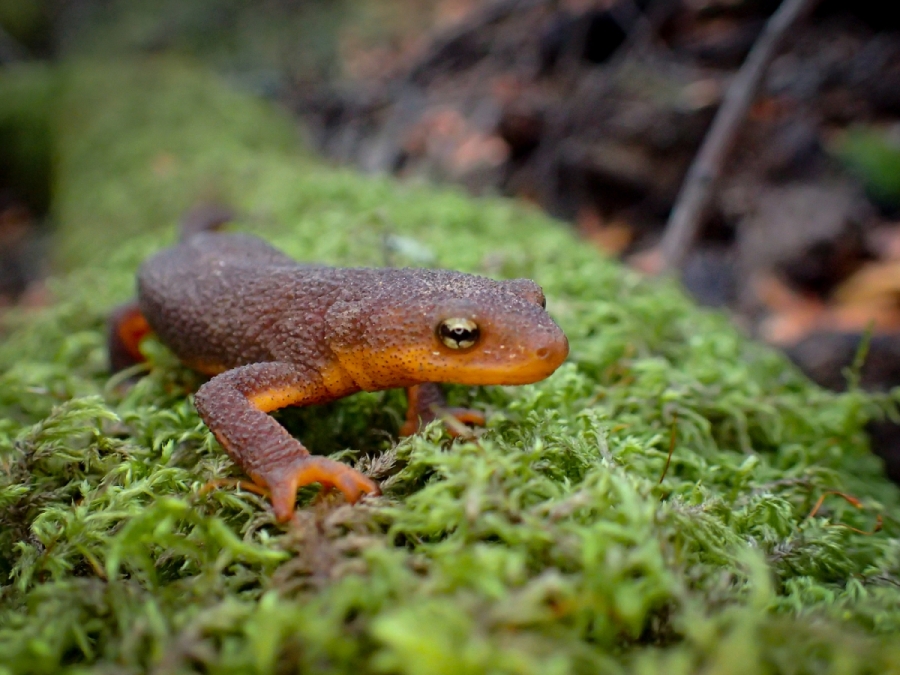 western newt_0.jpg