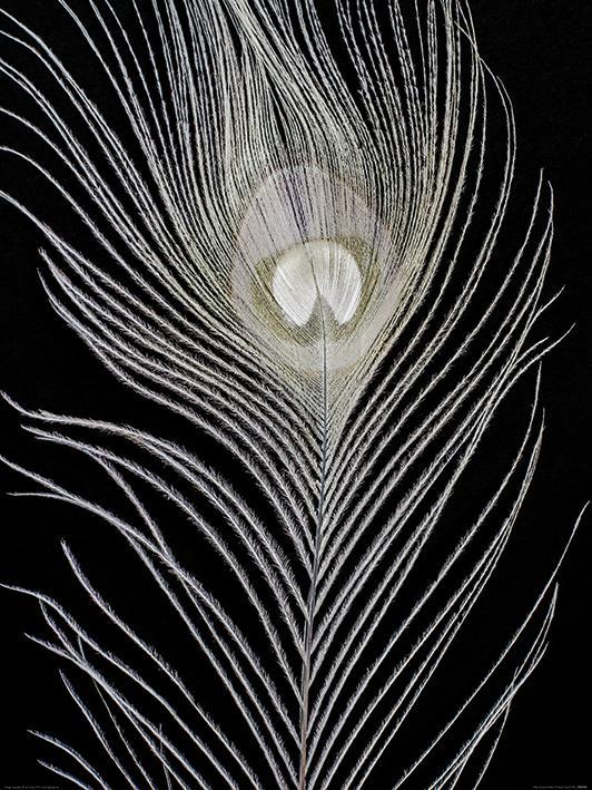white peacock feather.jpeg