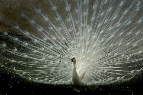 white-beauty peacock_0.jpg