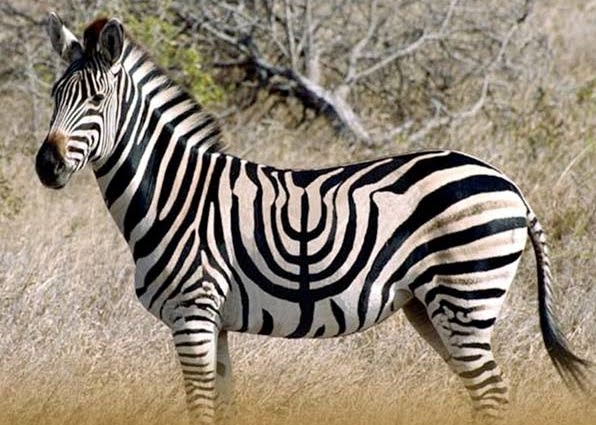 zebra menorah.jpg