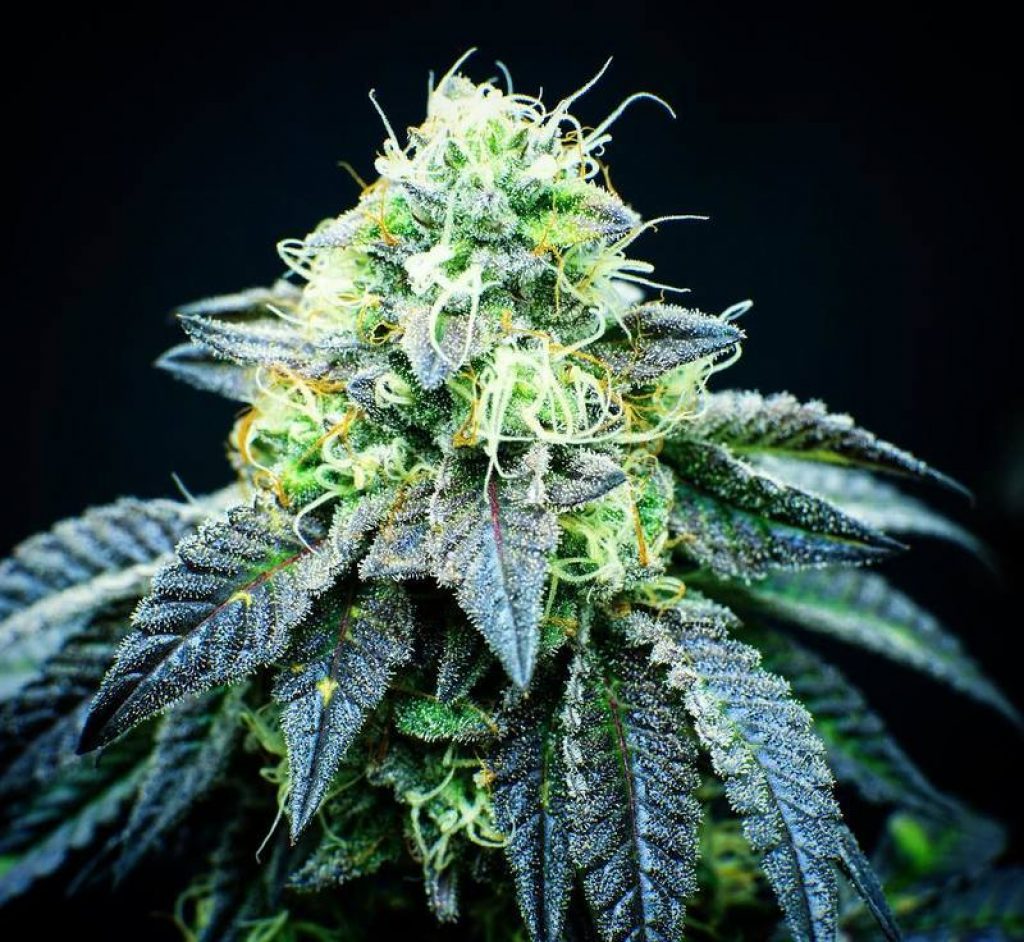 @homegrow_101-sativa-strains-1024x942.jpg