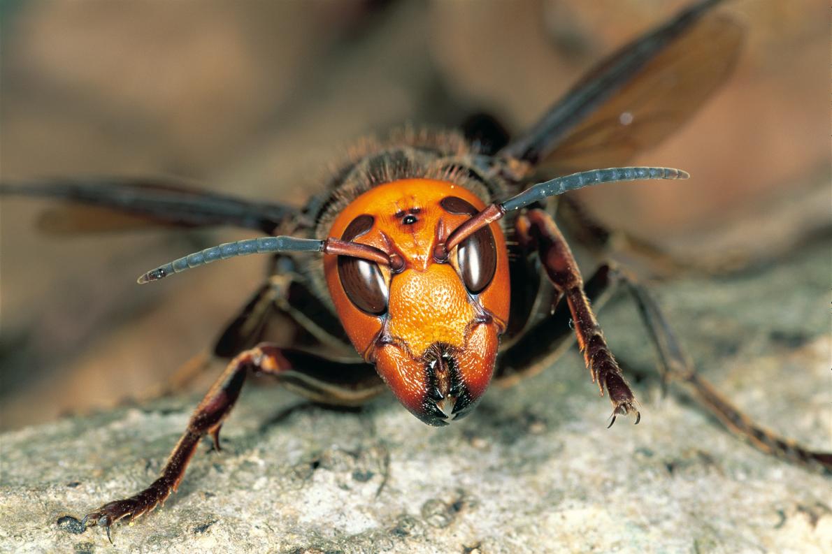 01-asian-giant-hornet-minden_00405319.adapt_.1190.1_0.jpg