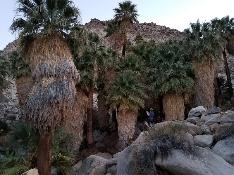 018 Oasis Three.jpg