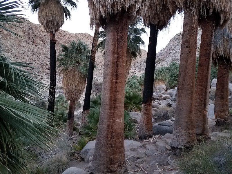 019 palms.jpg