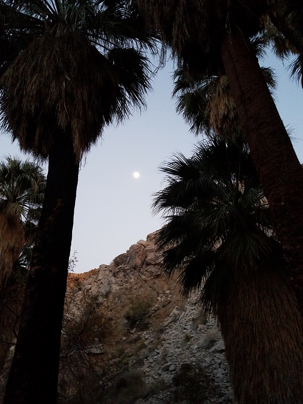 020 palms moon.jpg