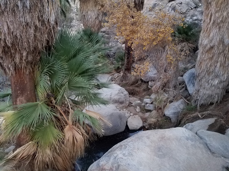 021 Palms water.jpg