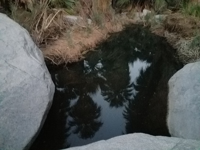 022 Palms reflect.jpg