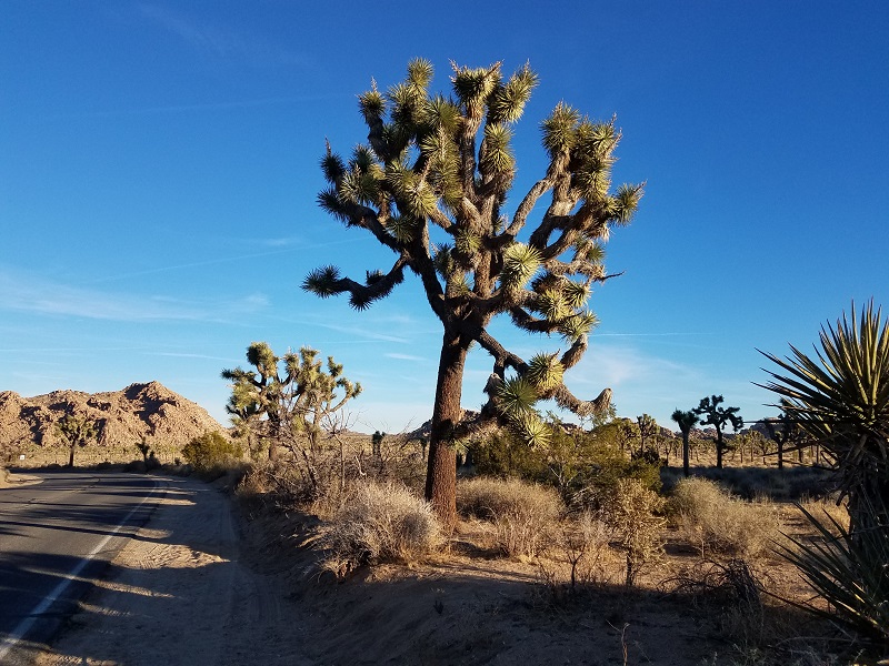 025 Joshua Tree.jpg