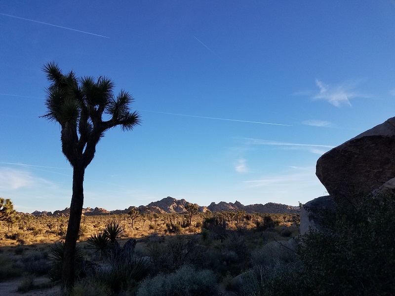 026 Joshua Tree.jpg
