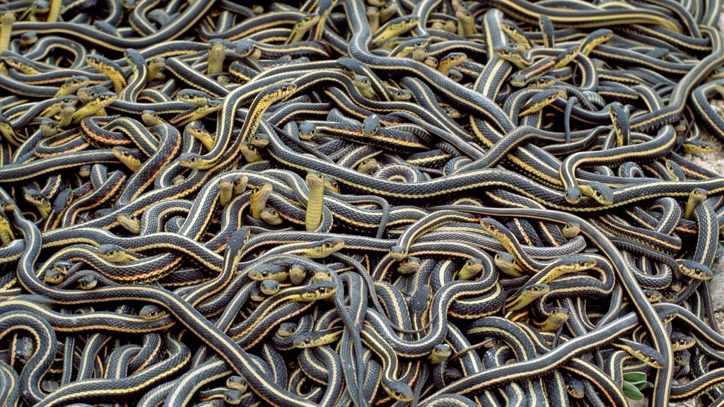 07snakes-jumbo.jpg