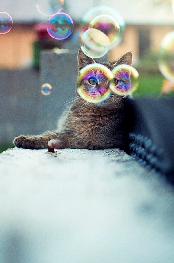 0dbadf2ae9c14a2bdafe7dd9a5a99358--kitty-cats-cat-s_0.jpg