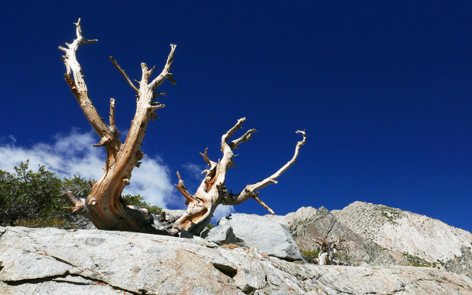 138bristlecones.jpg