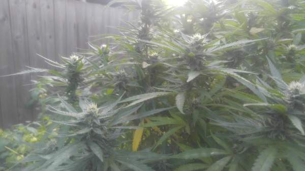 2017 Cannabis I.jpg