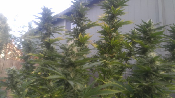 2017 Cannabis II.jpg