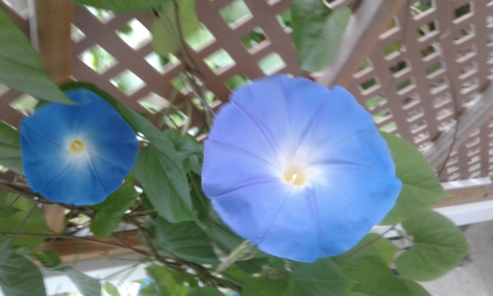 20170917_074506.jpg